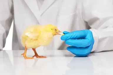 Impfung Rassegeflügel